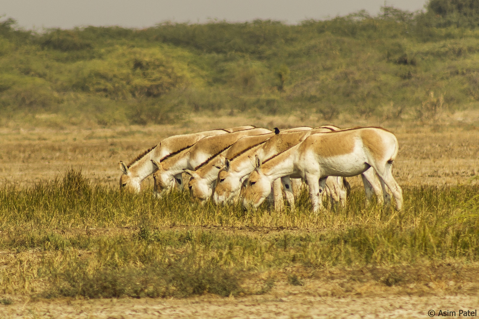 What To See In Kutch