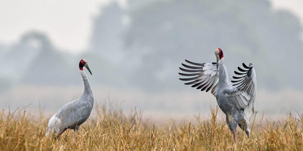 bird dancing